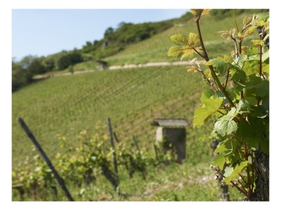 Holiday apartment Pinot noir - Environment photo 13