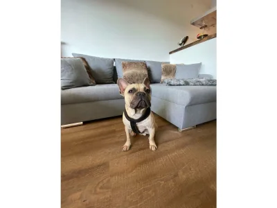 Holiday apartment Chalet Apartment 2 - Features photo 7