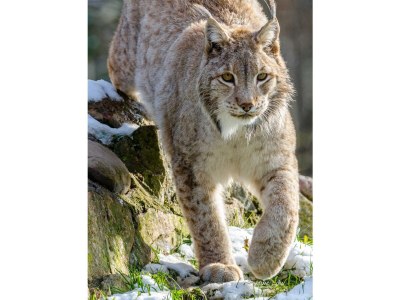 Holiday apartment Ferienwohnung Familie Noack - Environment photo 19