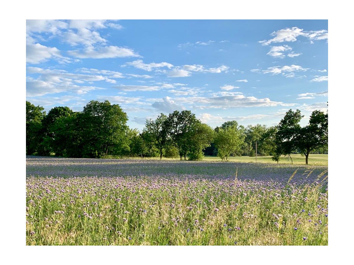 Holiday apartment Schoss Badow - Outdoor photo 5