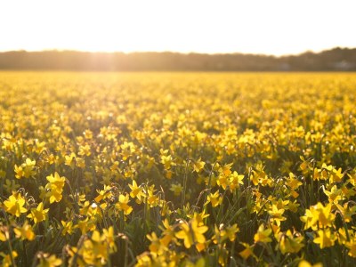 Holiday house De Keizerskroon 16 - Environment photo 18