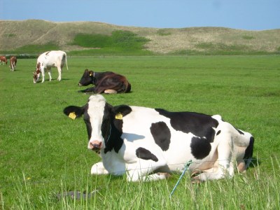 Holiday house Zeebries - Environment photo 20