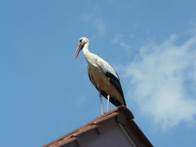 Holiday apartment Ferienwohnung Blütenreich - Outdoor photo 6