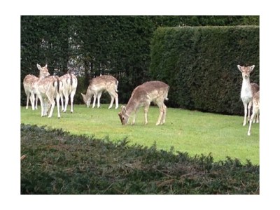 Holiday house Randduinweg Oostkapelle - Environment photo 15