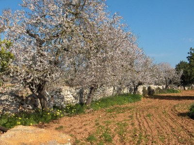 Apartment Mirador - Bella Vista - ETVPL/13110 - Environment photo 17