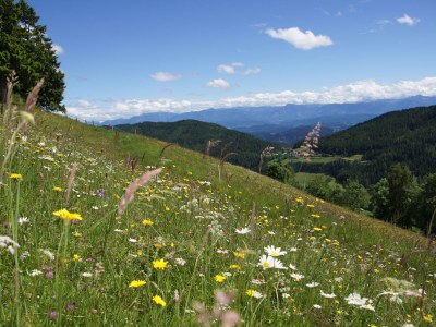 Holiday apartment - No title - in St.Urban - Holiday apartment