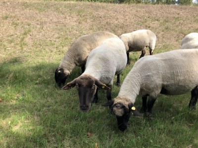 Holiday house Villa Pebble - Environment photo 17