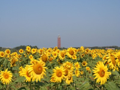 Holiday house Huijsmansverhuur Type Premium de Luxe Plus Pinusoord 7 - Environment photo 32