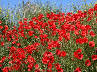 Holiday house Huijsmansverhuur Type Premium de Luxe Plus Mosselbank 117 - Environment photo 23