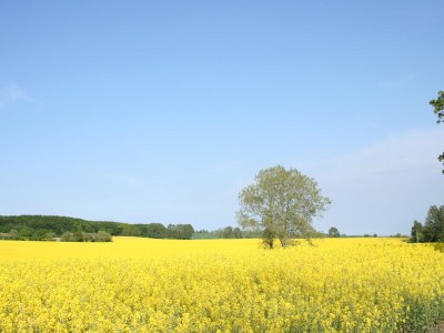 Holiday apartment Herrenhaus Blengow - Environment photo 14