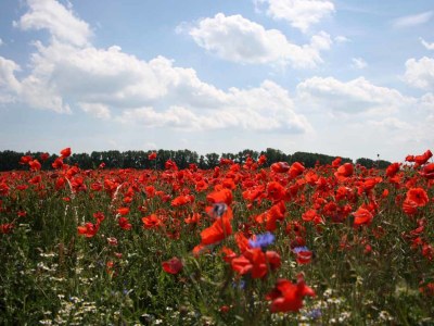 Holiday apartment Herrenhaus Blengow - Environment photo 15