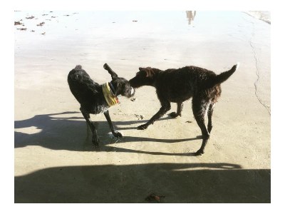 Chalet La p’tite Dune - Environment photo 15