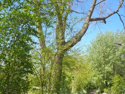 Holiday house Duinoord 6 - De Specht - Environment photo 16