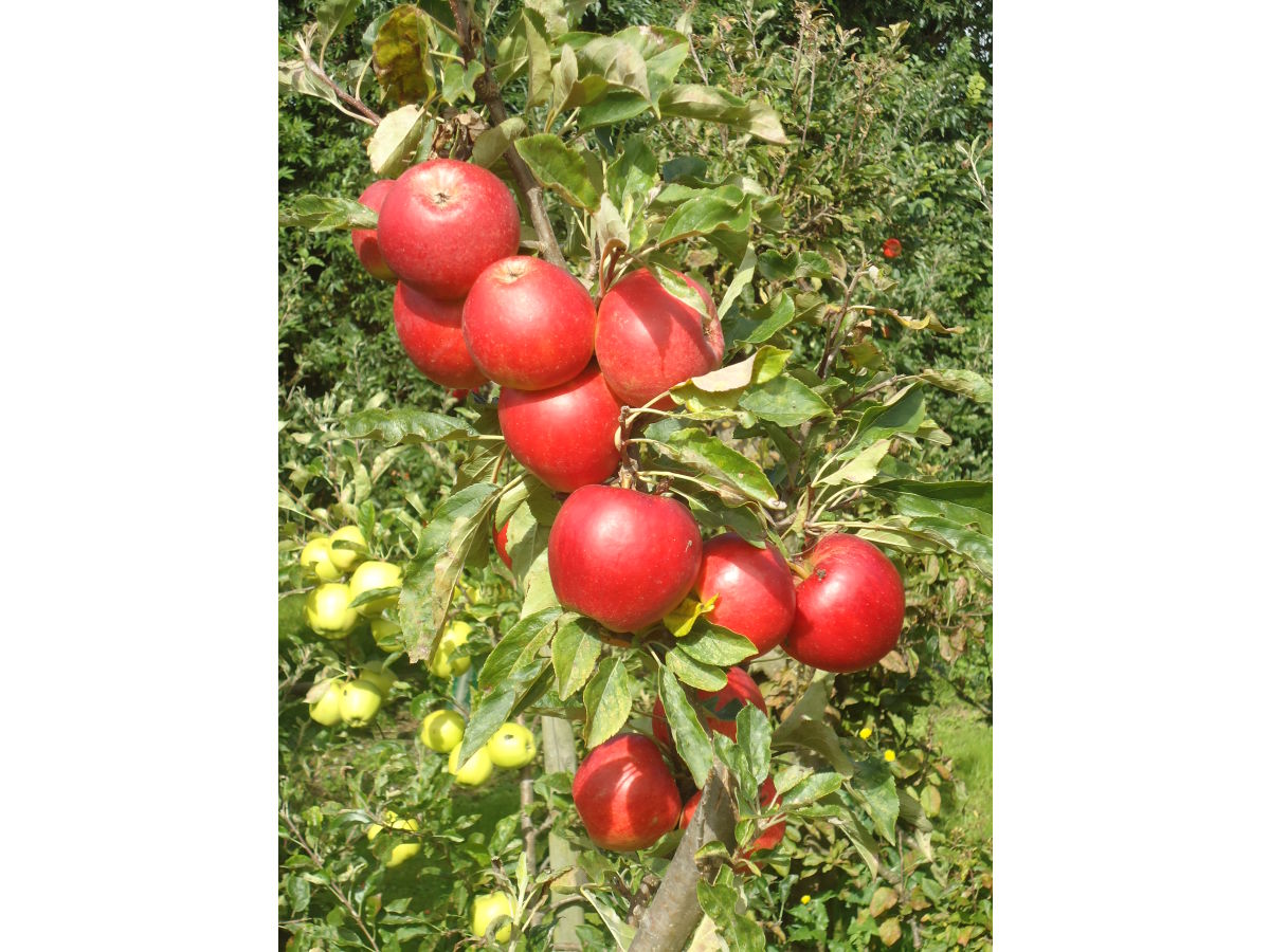 Holiday apartment Mallemolen - Outdoor photo 3