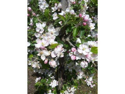 Holiday apartment Mallemolen - Outdoor photo 2