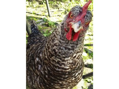 Holiday apartment Mallemolen - Outdoor photo 12