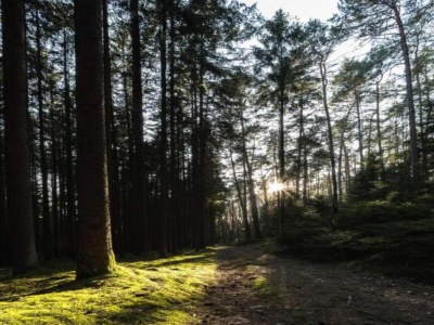 Apartment Einladende Ferienwohnung mit Garten - Environment photo 20