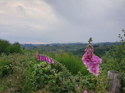 Holiday house Hartmanns Hütte - Environment photo 27