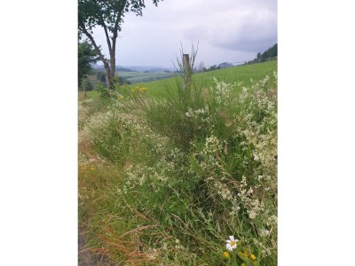 Holiday house Hartmanns Hütte - Environment photo 28