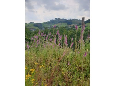 Holiday house Hartmanns Hütte - Environment photo 33