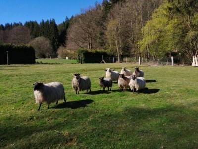 Holiday house Saint-Quirin Gartenaufenthalt - Environment photo 33