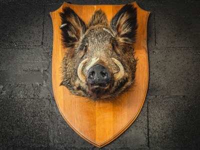 Holiday house Saint-Quirin Gartenaufenthalt - Outdoor photo 38