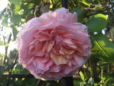 Holiday apartment in the May'r House 1794 - Outdoor photo 24