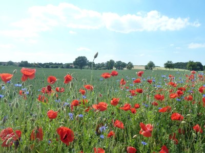 Holiday apartment Bernstein 2 - Environment photo 23