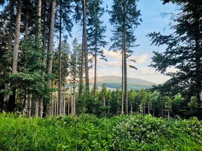 Holiday house Harzhaus Auszeit - Environment photo 27