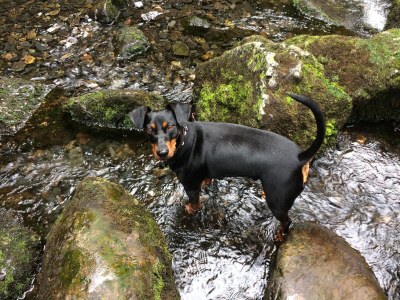 Holiday house Harzhaus Auszeit - Environment photo 35