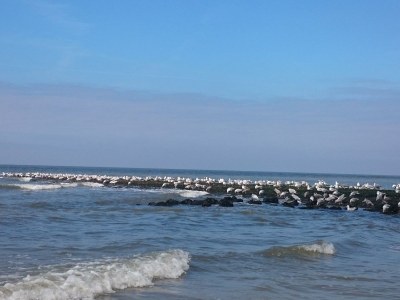 Apartment Seabreeze - Environment photo 18