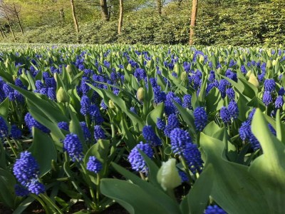 Apartment Sea-view apartment with balcony - Environment photo 17