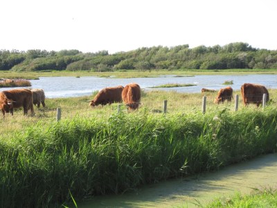 Holiday apartment Chalet Kijkduinlaan - Environment photo 13