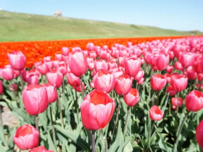 Holiday apartment Chalet Kijkduinlaan - Environment photo 14