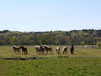 Holiday apartment Landgoed Nollenweijde House 'Stalzicht Weijdehof' - Outdoor photo 6