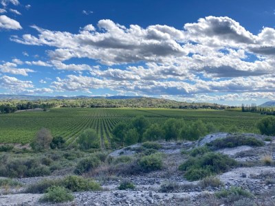 Holiday house Mas la vieille Vigne - Environment photo 38