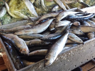 Bungalow H.Labahn - Environment photo 17