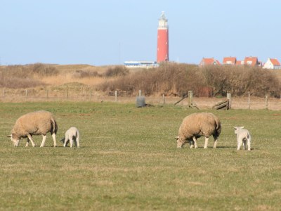 Holiday house luxury villa texel 8-10 persons with sauna krim 95 - Environment photo 27