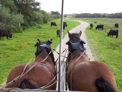 Holiday house luxury villa texel 8-10 persons with sauna krim 95 - Environment photo 36