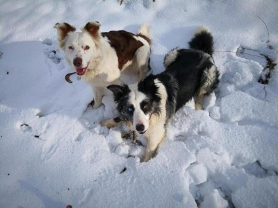 Apartment Ferienwohnung in Madfeld nahe Wald - Outdoor photo 40