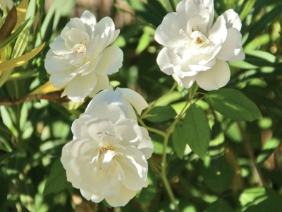 Villa Authentic sheepfold close to a charming village. - Outdoor photo 36