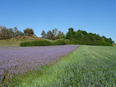 Apartment Ferienwohnung in Ballenstedt - Environment photo 31