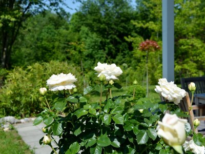 Holiday apartment Gartenparadies - Outdoor photo 7