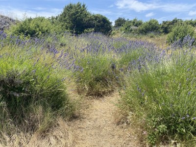 Cottage Casa Levanda - Outdoor photo 15