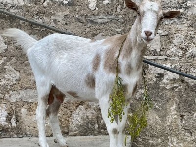 Cottage Casa Levanda - Environment photo 28