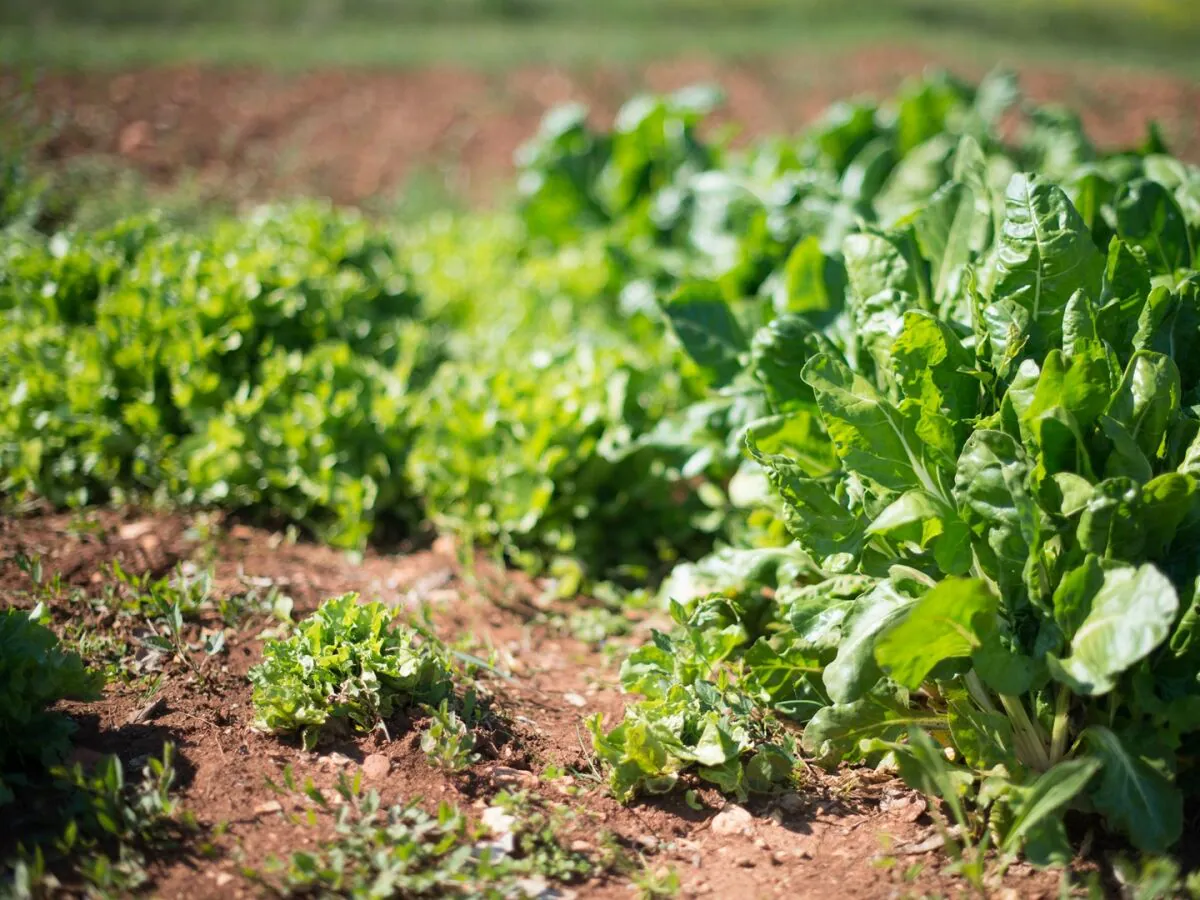 Apartment - Apartment with Terrace in Filipana - Outdoor photo 5