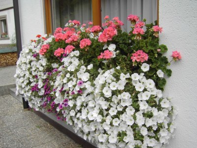 Holiday apartment Waltraud Heitz - Outdoor photo 9