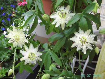 Holiday apartment Waltraud Heitz - Outdoor photo 15