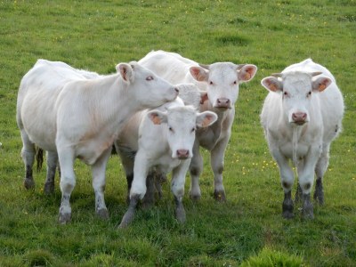 Holiday house Hütte in Frankreich mit Garten am See - Environment photo 30