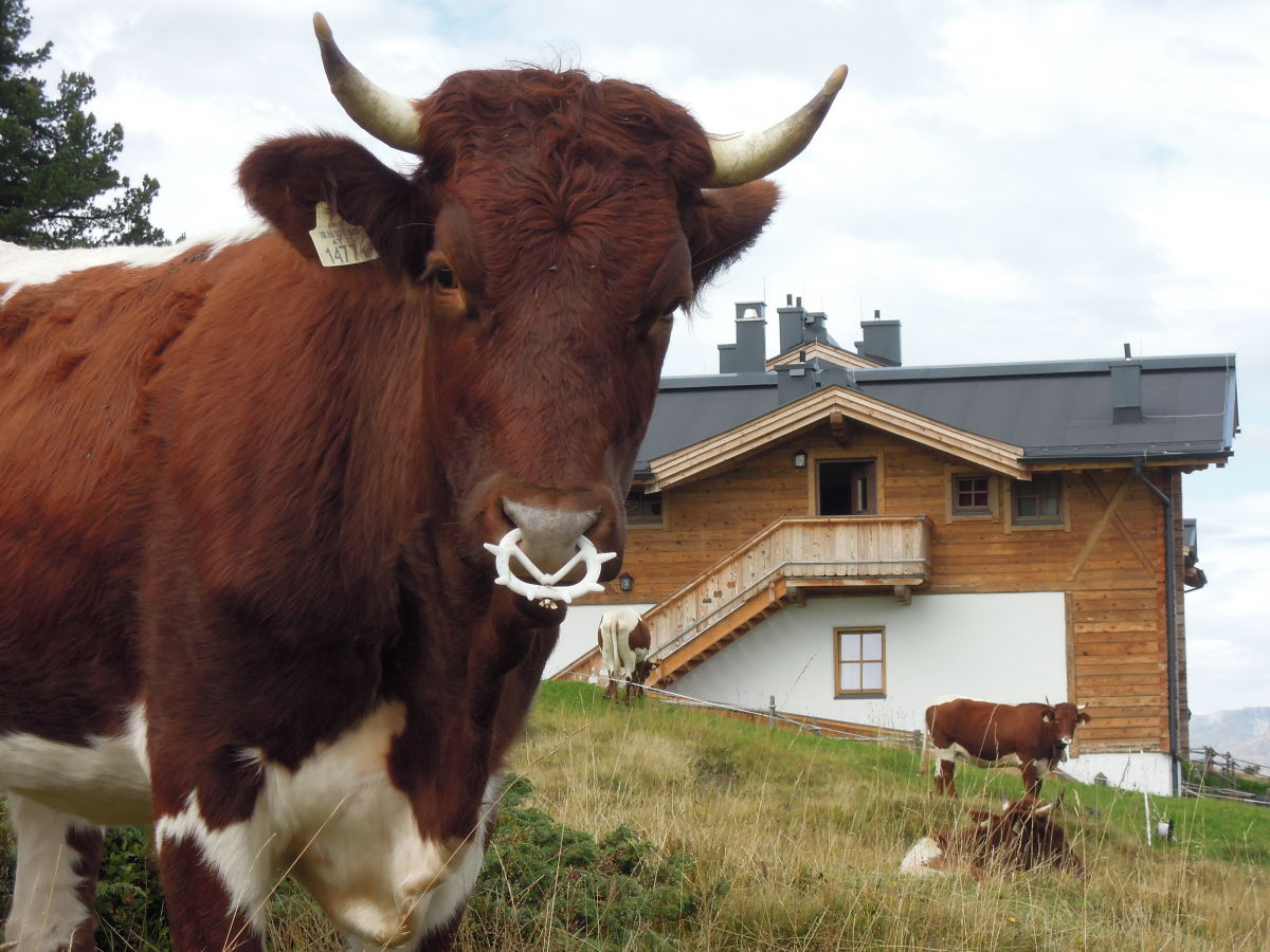 Holiday apartment Chalet in Austria for 14 person - Outdoor photo 4